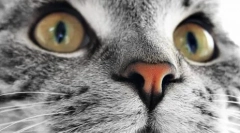 Што да направите ако мачката има топол нос